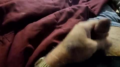 slitlicke69696969 online show from 02/03/26, 07:19