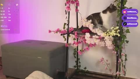 Snapshot of soffimoon_ chatting on 10/10/25, 02:21 IG Soffimoon   I THANK YOU FOR LEAVING YOUR FOLLOW online show from 10/10/25, 02:21