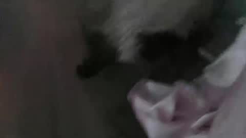 sp1tpuppeh online show from 05/01/26, 11:20