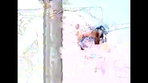 star0806666a online show from 04/19/26, 06:10