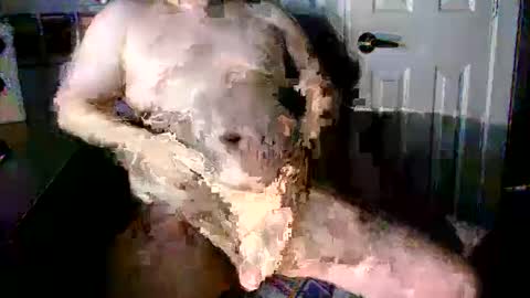 Snapshot of stockyguy31 chatting on 10/16/25, 11:06 StockynCuddly online show from 10/16/25, 11:06