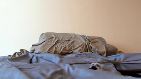 Zeppelin man online show from 03/24/26, 03:17