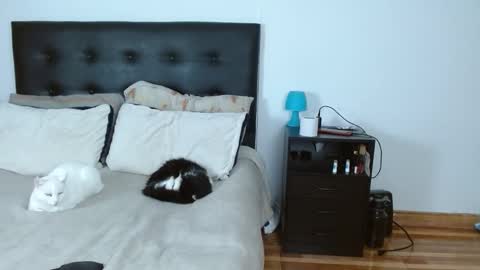 iris online show from 12/14/25, 05:02