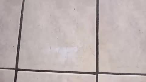 tall6feet7inch online show from 10/02/25, 09:27