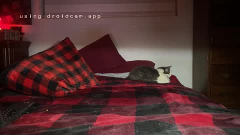 Snapshot of thecarrguyy chatting on 12/03/24, 12:38 Thatcarrguyy online show from 12/03/24, 12:38