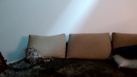 Yoshi online show from 01/11/25, 09:25