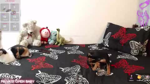 Snapshot of tina_n_charlie chatting on 10/21/25, 12:06 Tina N Charlie online show from 10/21/25, 12:06