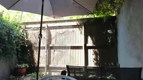 Topsy online show from 02/14/26, 10:12