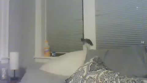 Amber White online show from 02/10/26, 10:30