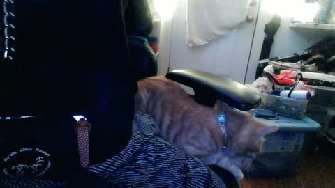 Snapshot of twackedntatted chatting on 12/12/24, 07:37 TwackedNTatted online show from 12/12/24, 07:37