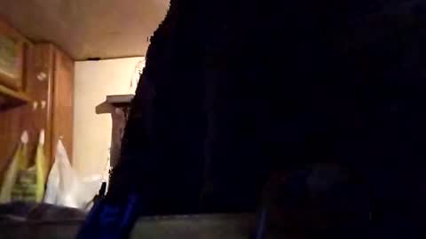 Tintilizing Excitement online show from 02/01/25, 12:05