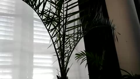 patricia online show from 10/02/25, 07:04