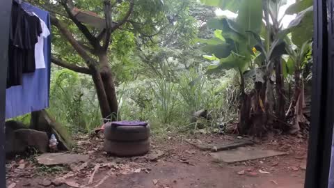 venus ... zeus sheer  online show from 03/03/25, 01:31