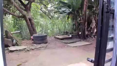 venus ... zeus sheer  online show from 01/19/26, 12:42