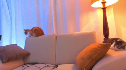 VIOLET  online show from 06/15/26, 02:25