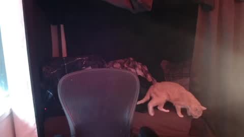 Snapshot of voidcatdaddy chatting on 04/27/26, 06:06 Rev online show from 04/27/26, 06:06