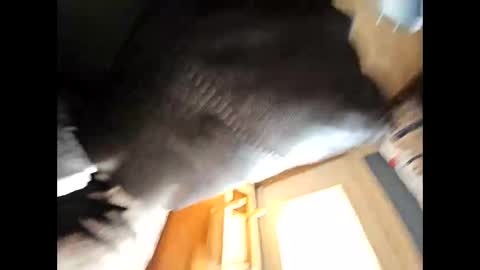 wildman2900 online show from 02/04/25, 04:39