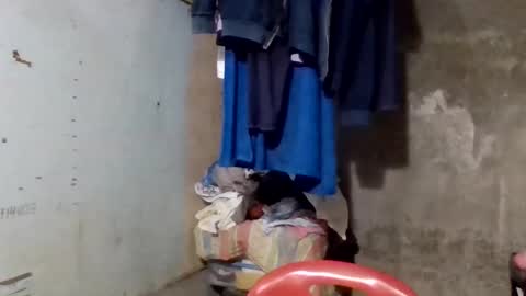 wildveron_205 online show from 12/17/25, 12:33