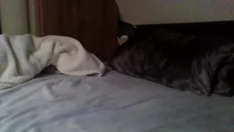 Snapshot of willobey chatting on 02/09/25, 03:56 papa bear online show from 02/09/25, 03:56