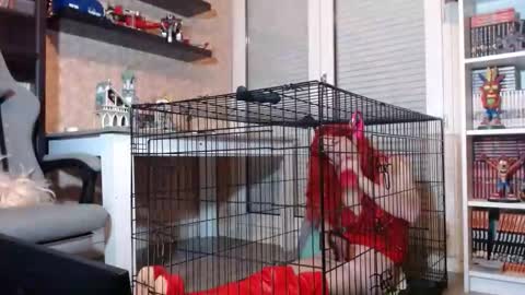 Owned by Hell On Heels online show from 02/20/26, 07:47