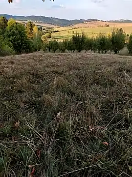 Nishu12356g online show from 09/08/25, 04:06