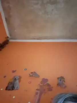 ducicsajsziii online show from 02/11/26, 01:16