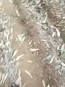 indiasexmf online show from 12/16/25, 09:58