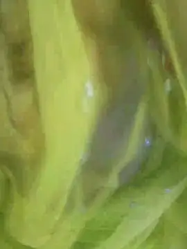 joya bhabi online show from 11/03/25, 02:29