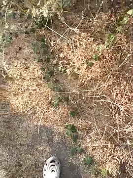 Ajith mvi online show from 03/21/26, 11:37