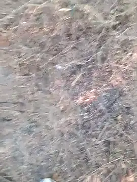 Ajith mvi online show from 04/06/26, 12:06