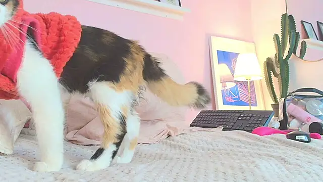 Snapshot of MARAFOX69 chatting on 02/25/25, 08:36 MARAFOX69 online show from 02/25/25, 08:36