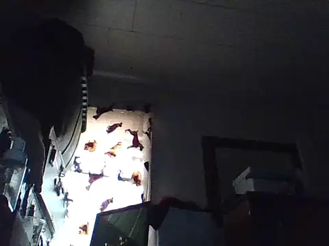 LongDickLance online show from 03/06/26, 04:03