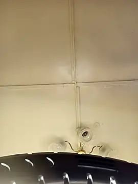 Snapshot of ___Midnight___ chatting on 03/15/26, 02:06 Midnight online show from 03/15/26, 02:06