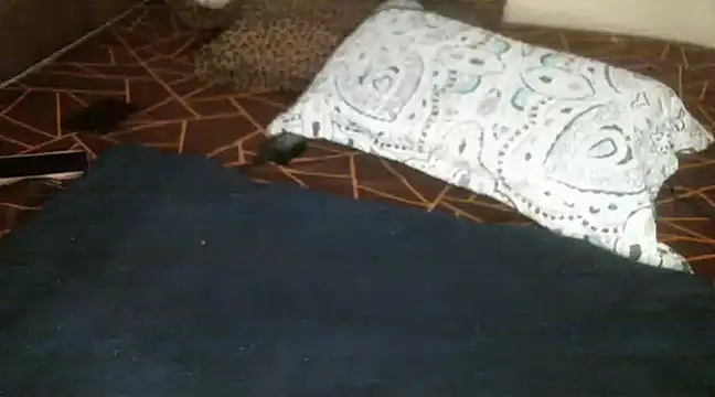 Snapshot of Sweetie_pussy chatting on 03/18/25, 01:09 Sweetie pussy online show from 03/18/25, 01:09