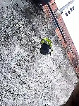 Tiago0031 online show from 03/03/26, 07:42