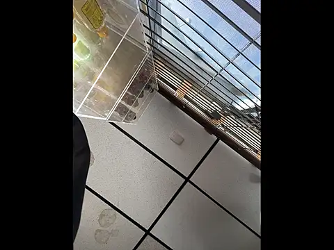 Snapshot of steelwood303 chatting on 12/21/25, 07:54 steelwood303 online show from 12/21/25, 07:54