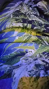 McdyllanXX online show from 02/13/25, 12:24