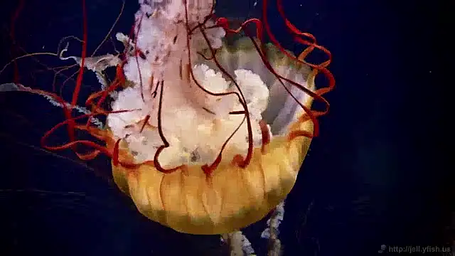 Snapshot of streamy_test11 chatting on 12/04/24, 08:34 streamy test11 online show from 12/04/24, 08:34