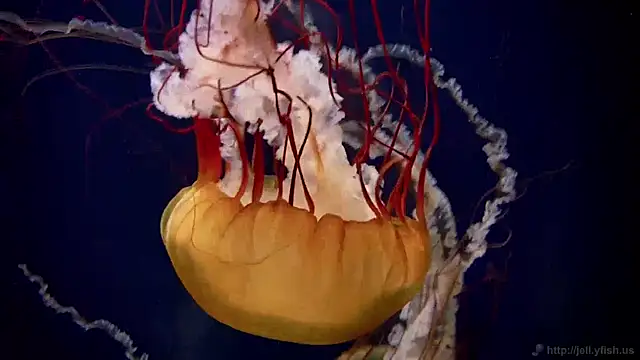 Snapshot of streamy_test11 chatting on 12/05/24, 08:22 streamy test11 online show from 12/05/24, 08:22