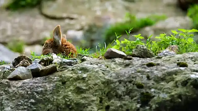 Snapshot of streamy_test11 chatting on 02/17/25, 08:19 streamy test11 online show from 02/17/25, 08:19