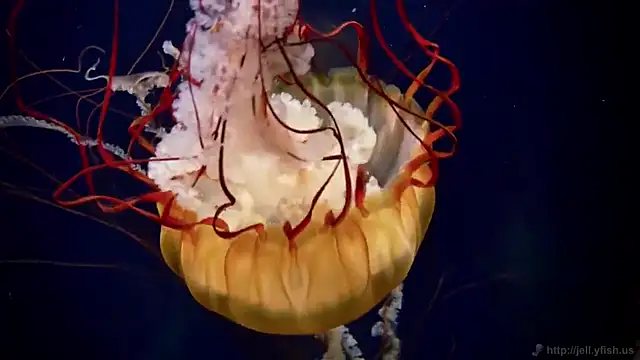 Snapshot of streamy_test11 chatting on 02/19/25, 08:33 streamy test11 online show from 02/19/25, 08:33