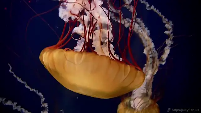 Snapshot of streamy_test11 chatting on 03/06/25, 08:41 streamy test11 online show from 03/06/25, 08:41