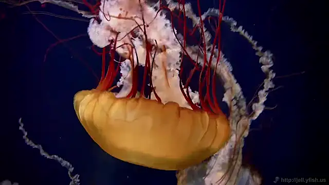 Snapshot of streamy_test11 chatting on 09/29/25, 01:38 streamy test11 online show from 09/29/25, 01:38