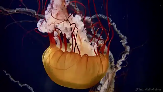 Snapshot of streamy_test11 chatting on 11/12/25, 01:44 streamy test11 online show from 11/12/25, 01:44