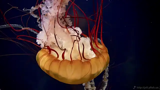 streamy test11 online show from 12/04/25, 01:42