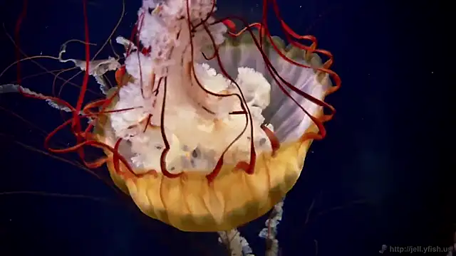 streamy test11 online show from 12/17/25, 09:59