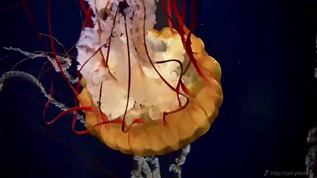 streamy test11 online show from 02/26/26, 03:11