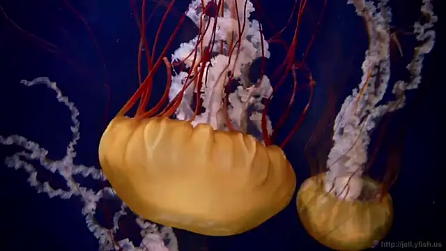 streamy test11 online show from 03/05/26, 08:32