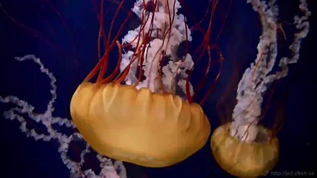 streamy test11 online show from 03/09/26, 03:27