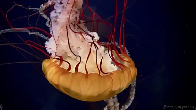 streamy test11 online show from 03/12/26, 12:55